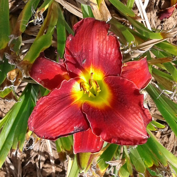 Duke of Earl - Daylily