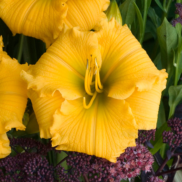 Elegant Explosion - Daylily