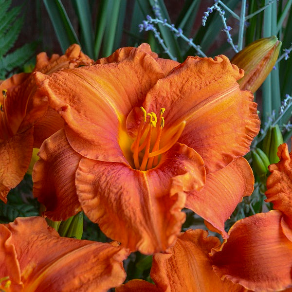 Tets Daylily Collection