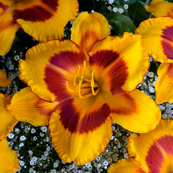 Fooled Me - Daylily