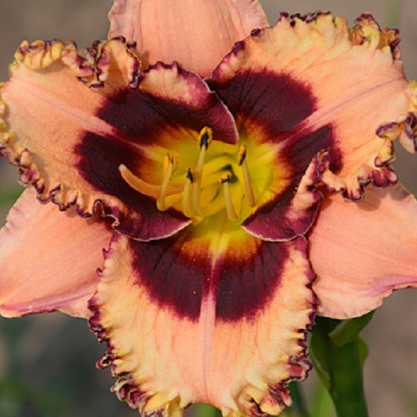 Forgiveness is a Good Thing - Daylily