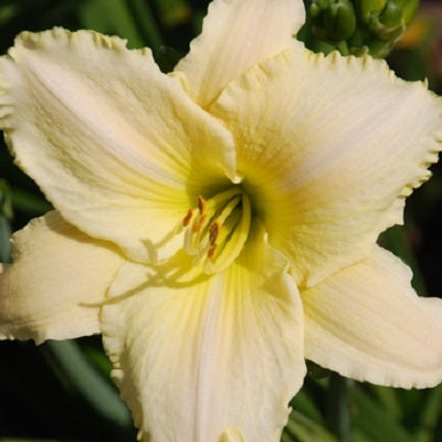 Fresh Eggs Daylily