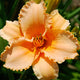 Garden Prairie - Daylily