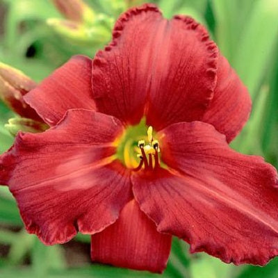 Garnet Slippers - Daylily