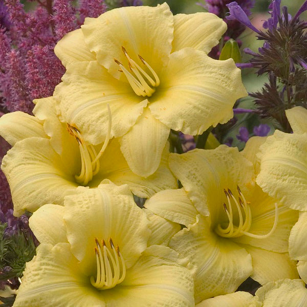 Going Bananas - Daylily