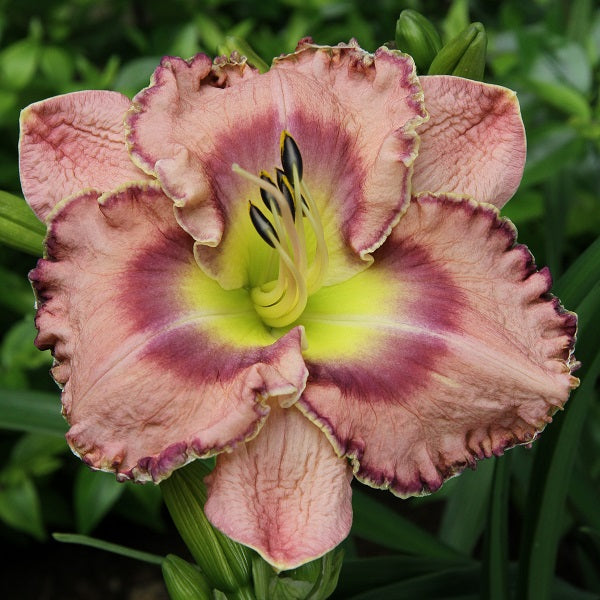 Gorgeous Smile - Daylily