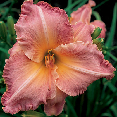 Grandmother - Daylily