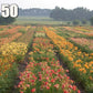 50 Groundcover Daylily