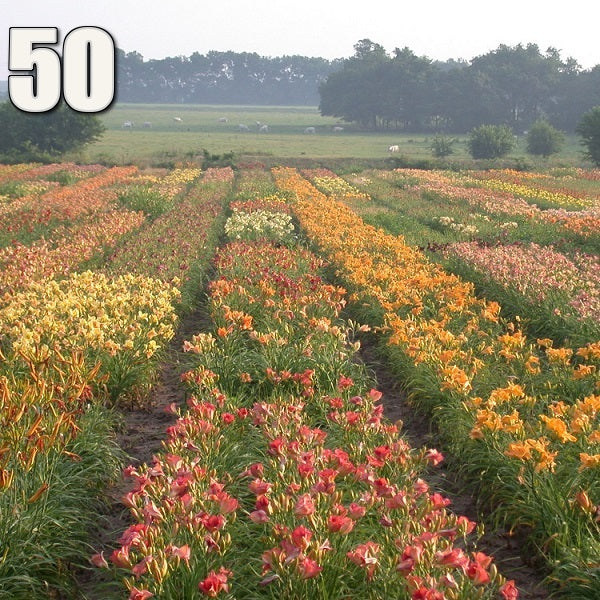 50 Groundcover Daylily