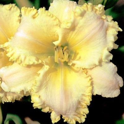 Harmony Ruffles - Daylily