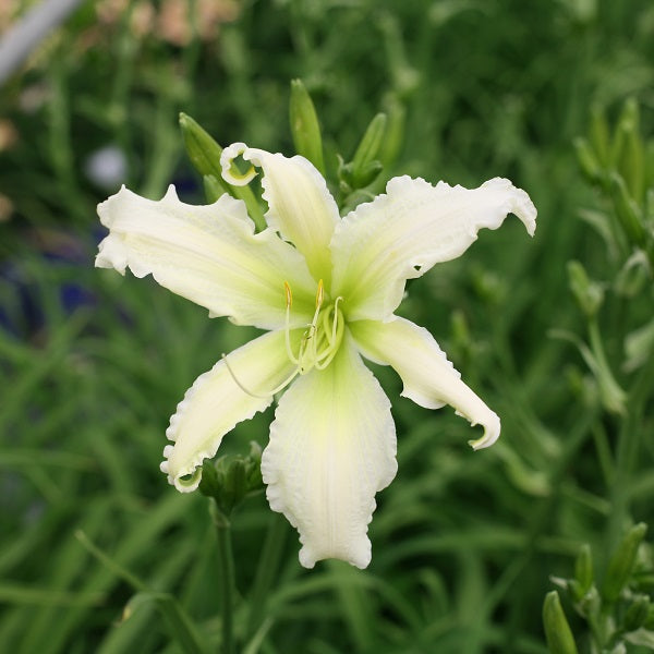 Heavenly Angel Ice  Daylily