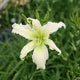 Heavenly Angel Ice - Daylily