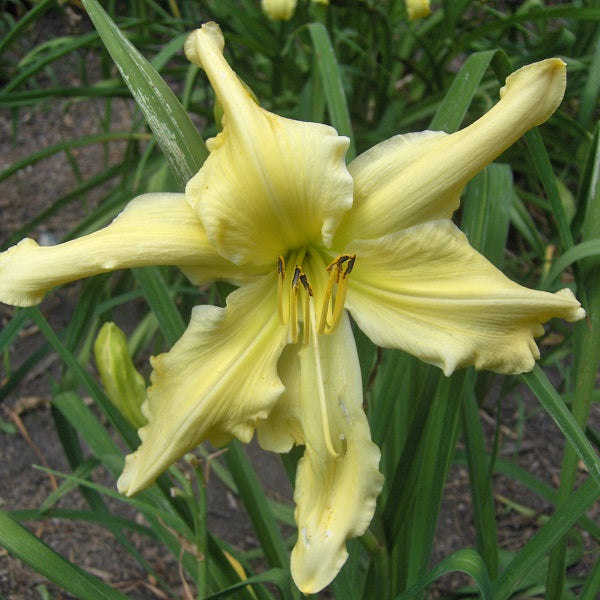 Heavenly Curls - Daylily