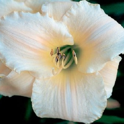 Holstein - Daylily