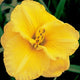 Honey Bee Gold - Daylily