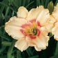 Iszy Dizzy Daylily - Heritage Collection