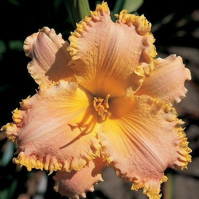 Joy To The World - Daylily