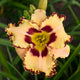 King of the Ages - Daylily