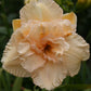 Land of Cotton - Daylily