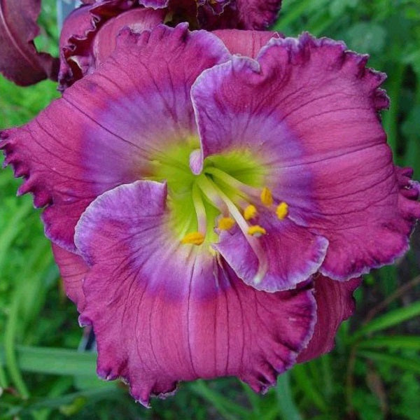 Lavender Blue Baby Daylily