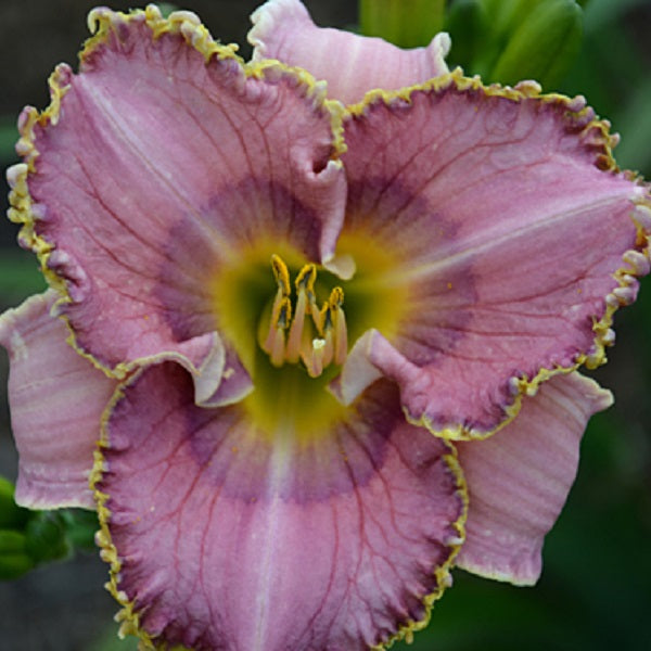 Purple Quilt - Daylily