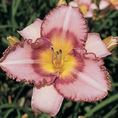 Purple Showstopper - Daylily