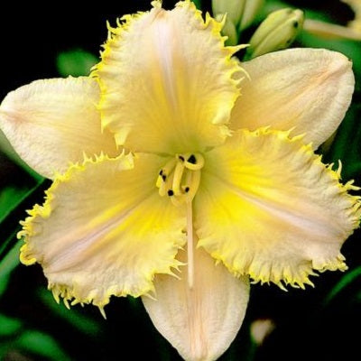 Lemon Fringed Pastel - Daylily