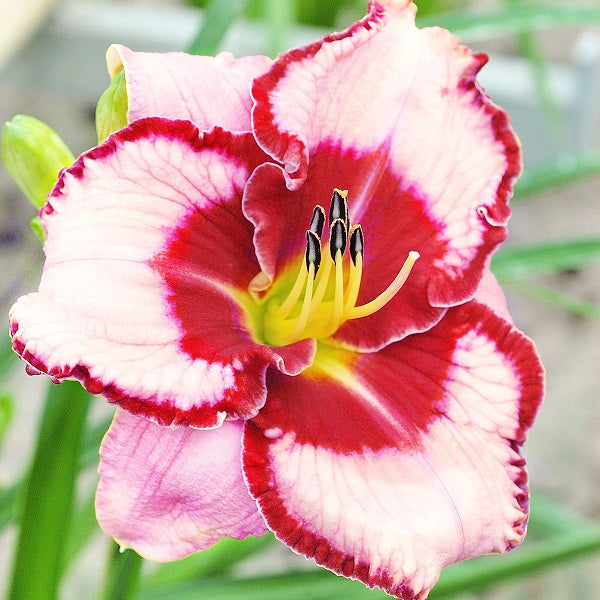 Lies and Lipstick Daylily