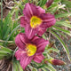 Little Grapette Daylily - representative mature plant