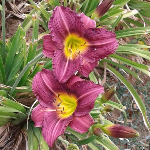 Little Grapette Daylily - representative mature plant