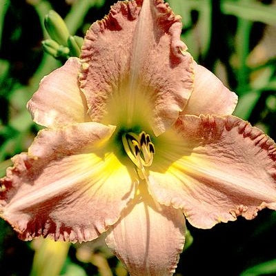 Lullaby Lavender Ruffles Daylily