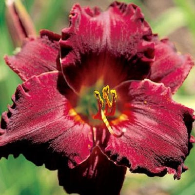 Mary Drake Daylily