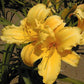 Mary Todd - Daylily