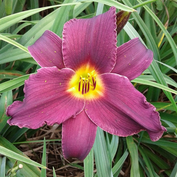 Minstrel Boy Daylily