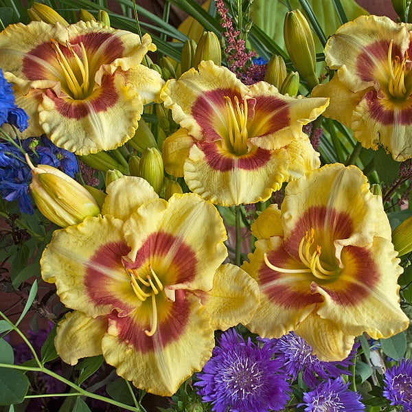 Monterrey Jack Daylily