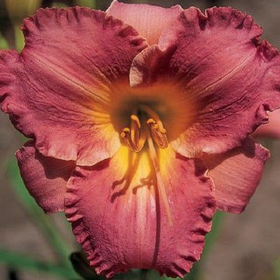 New Ruffled Purple - Daylily