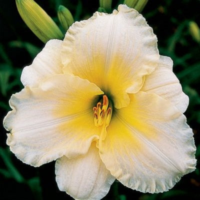 Onion Patch - Daylily