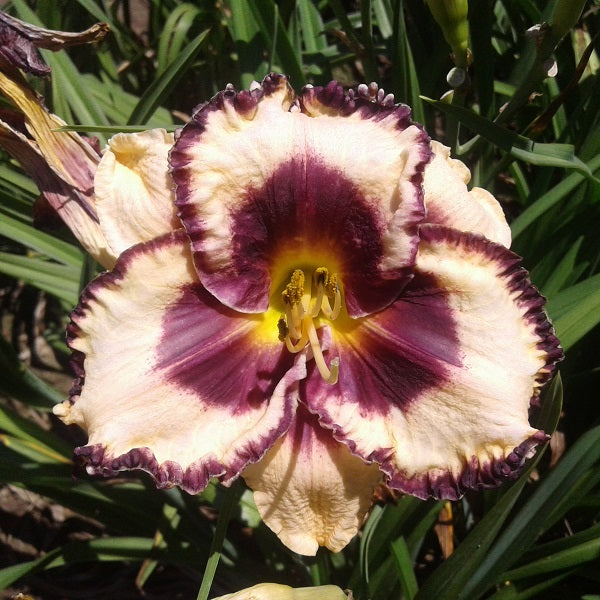 Open My Eyes - Daylily