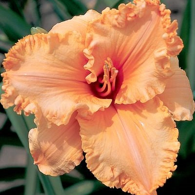 Orange Angel - Daylily