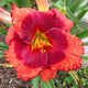 Orange City - Daylily