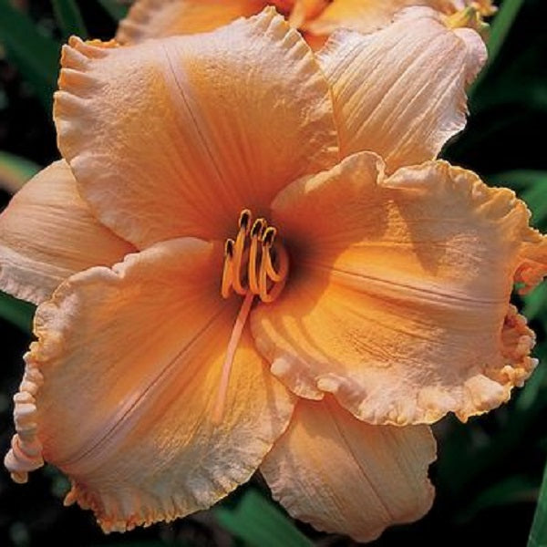 Orange Custard - Daylily