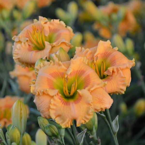 Orange Smoothie - Daylily