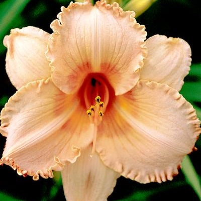 Papaya Delight - Daylily