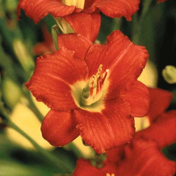 Pardon Me Daylily - representative mature plant