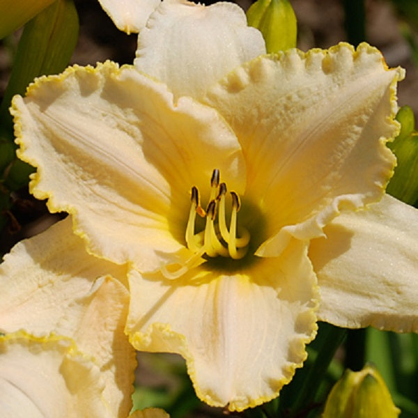 Pastel Blessings - Daylily