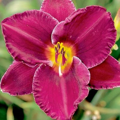 Biggest Bloom Daylily Collection