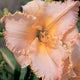 Peach Pink Frills - Daylily