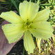 Peek-A-Boo Daylily - Heritage Collection