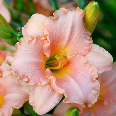 Perfect Pink Princess - Daylily