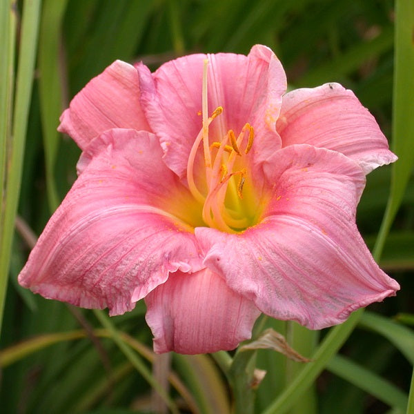 Perky Pink - Daylily